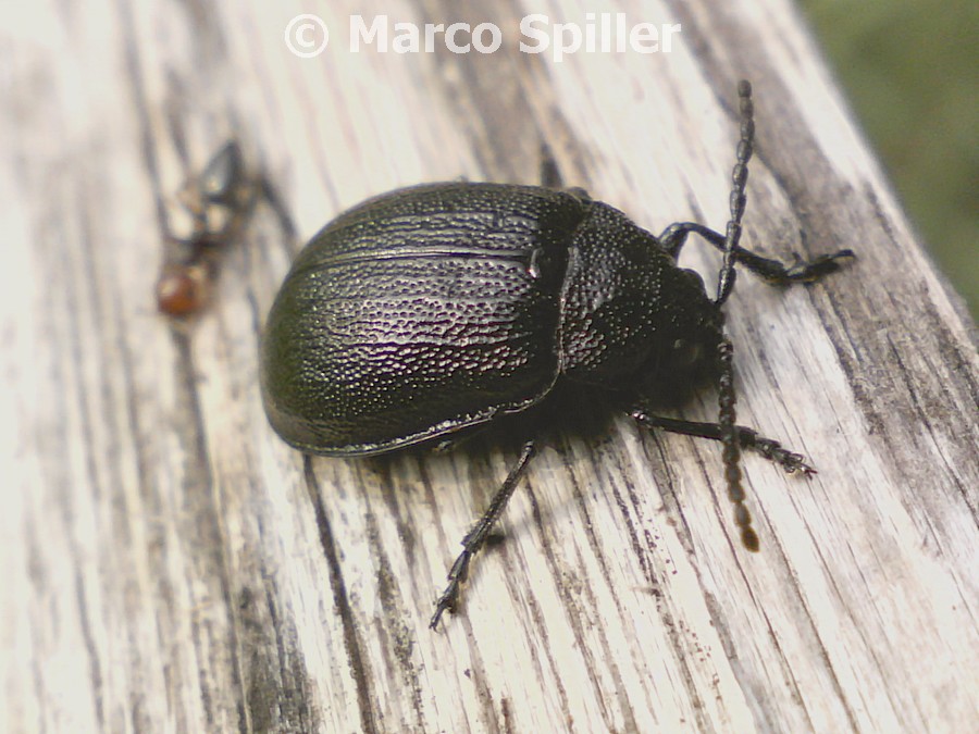 Galeruca tanaceti